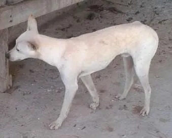 Cachorro ra a Sem raça idade 7 a 11 meses nome Branco