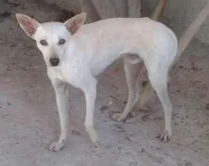 Cachorro raça Sem raça idade 7 a 11 meses nome Branco