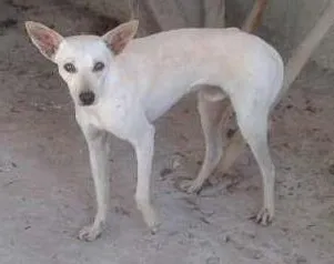 Cachorro ra a Sem raça idade 7 a 11 meses nome Branco