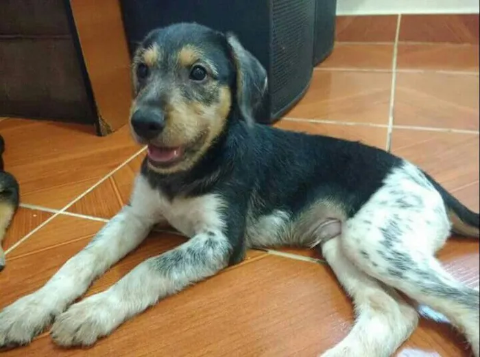 Cachorro ra a SRD idade 2 a 6 meses nome Nino