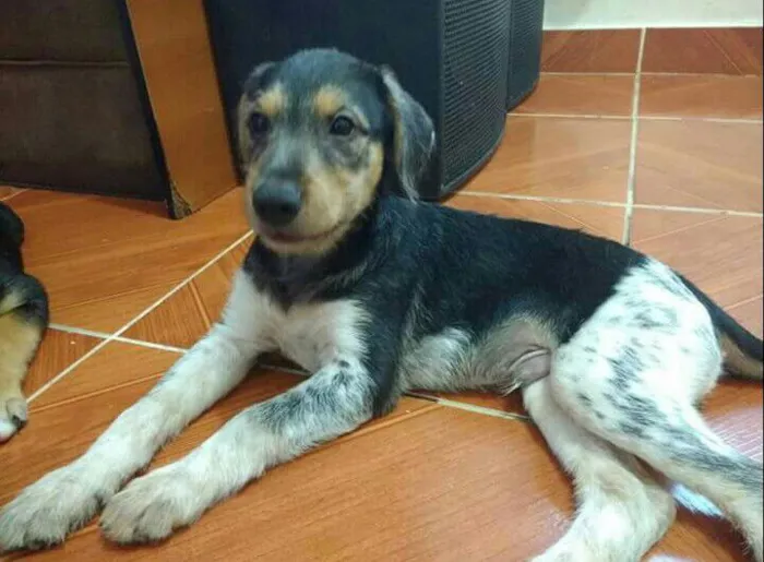 Cachorro ra a SRD idade 2 a 6 meses nome Nino