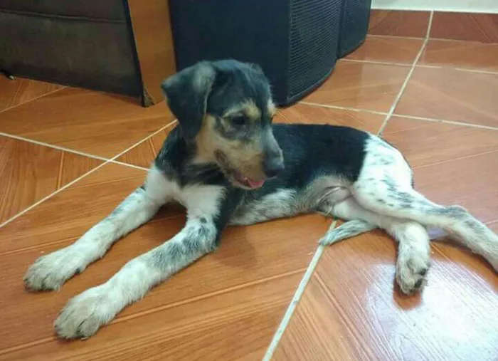 Cachorro ra a SRD idade 2 a 6 meses nome Nino