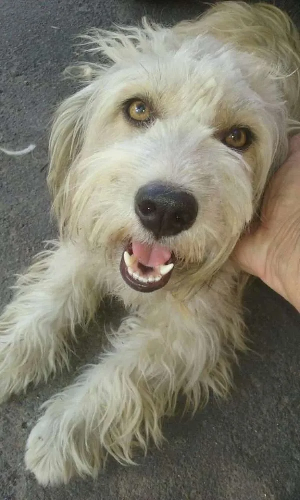 Cachorro ra a mestiça de lhasa-apso idade 1 ano nome Dora