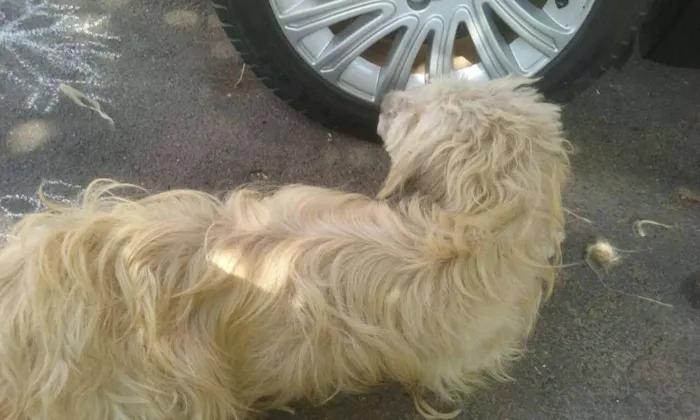 Cachorro ra a mestiça de lhasa-apso idade 1 ano nome Dora
