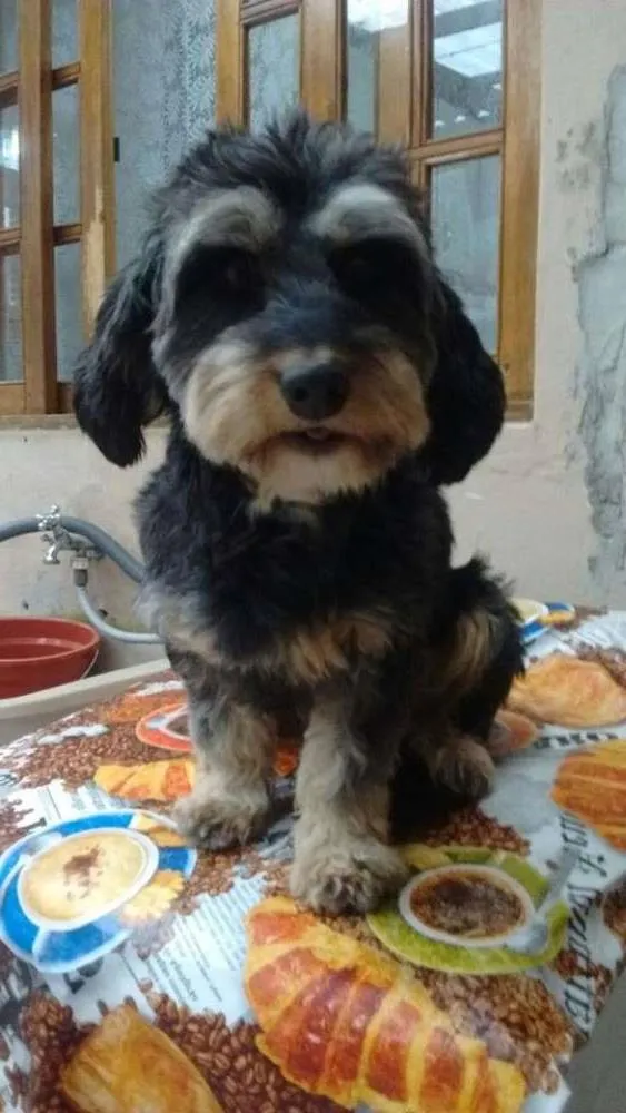 Cachorro ra a mix de york idade 1 ano nome Tina