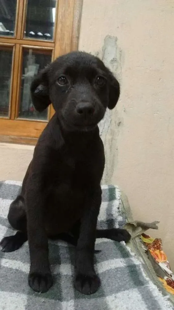 Cachorro ra a srd idade 2 a 6 meses nome wanderleia