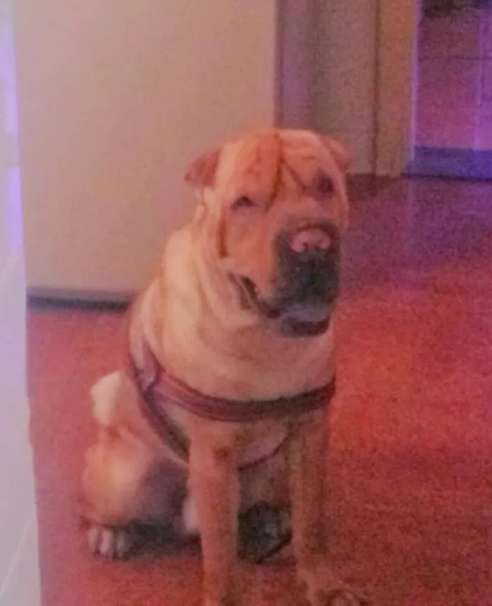 Cachorro ra a Shar Pei idade 4 anos nome Mushu