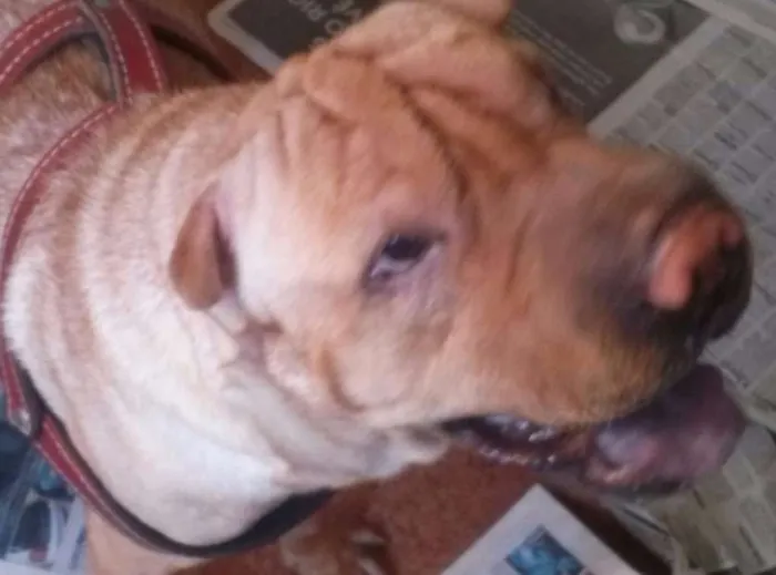 Cachorro ra a Shar Pei idade 4 anos nome Mushu