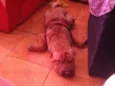 Mushu