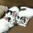 PINTADINHOS