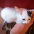 PINTADINHOS