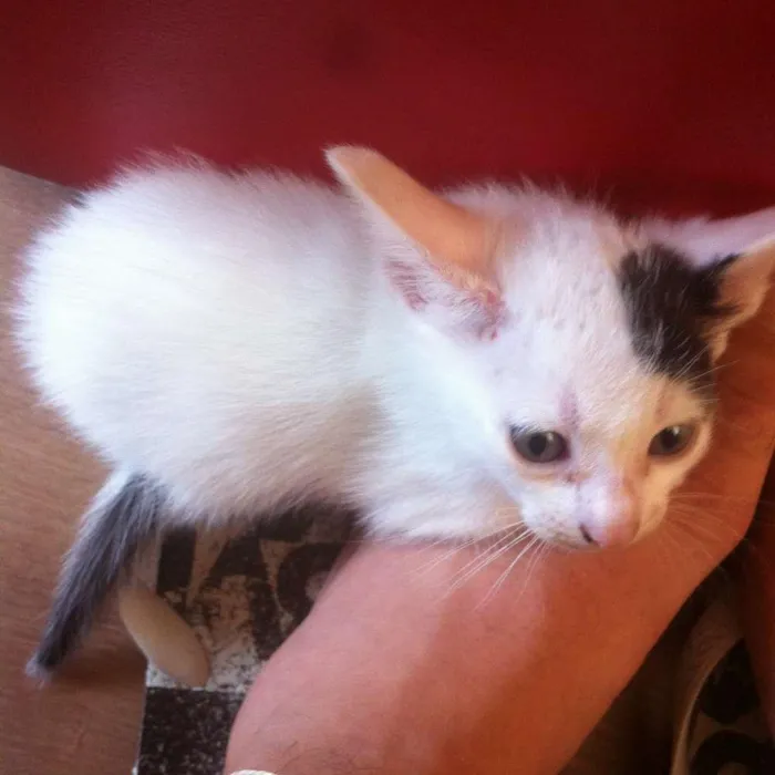 Gato ra a SRD idade Abaixo de 2 meses nome PINTADINHOS