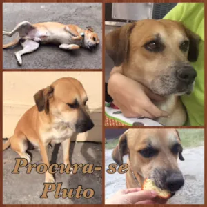 Cachorro raça Vira Lata  idade 6 ou mais anos nome Pluto
