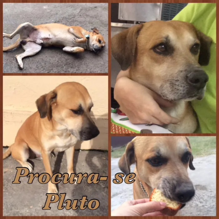 Cachorro ra a Vira Lata  idade 6 ou mais anos nome Pluto