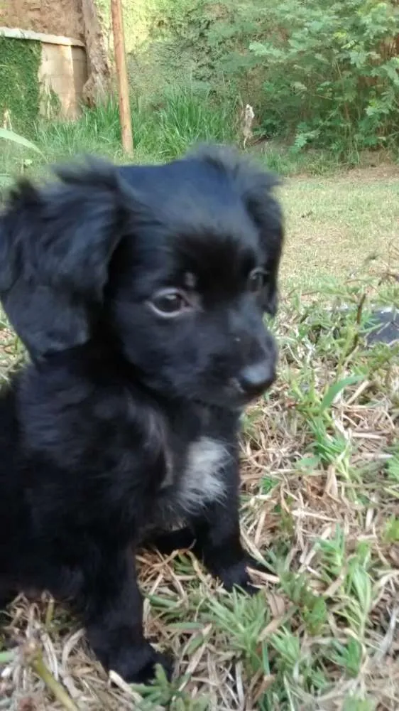 Cachorro ra a SRD idade 2 a 6 meses nome CUCA