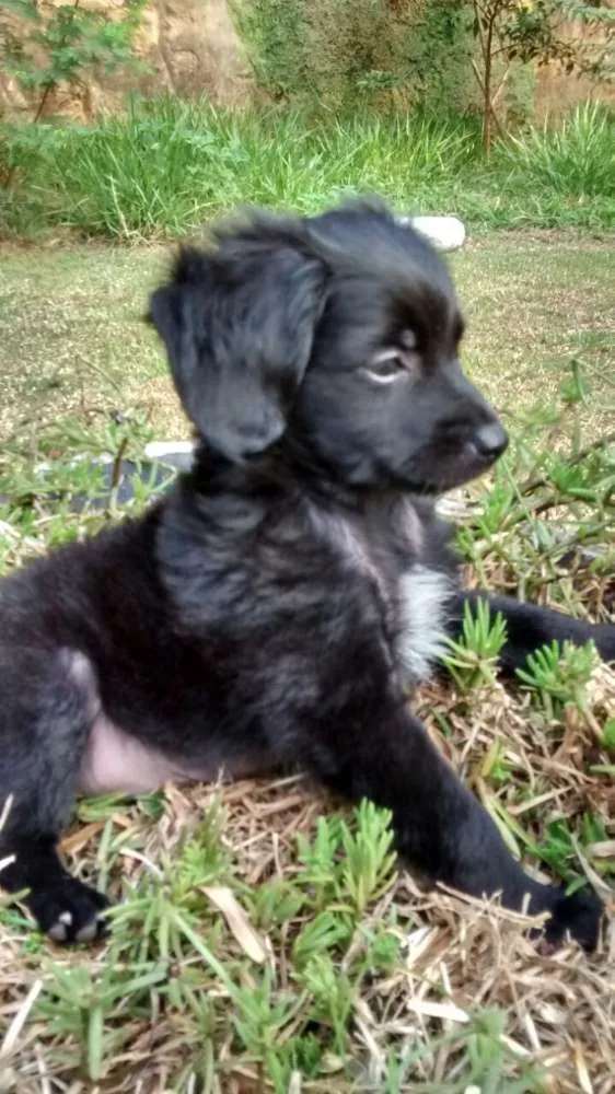 Cachorro ra a SRD idade 2 a 6 meses nome CUCA