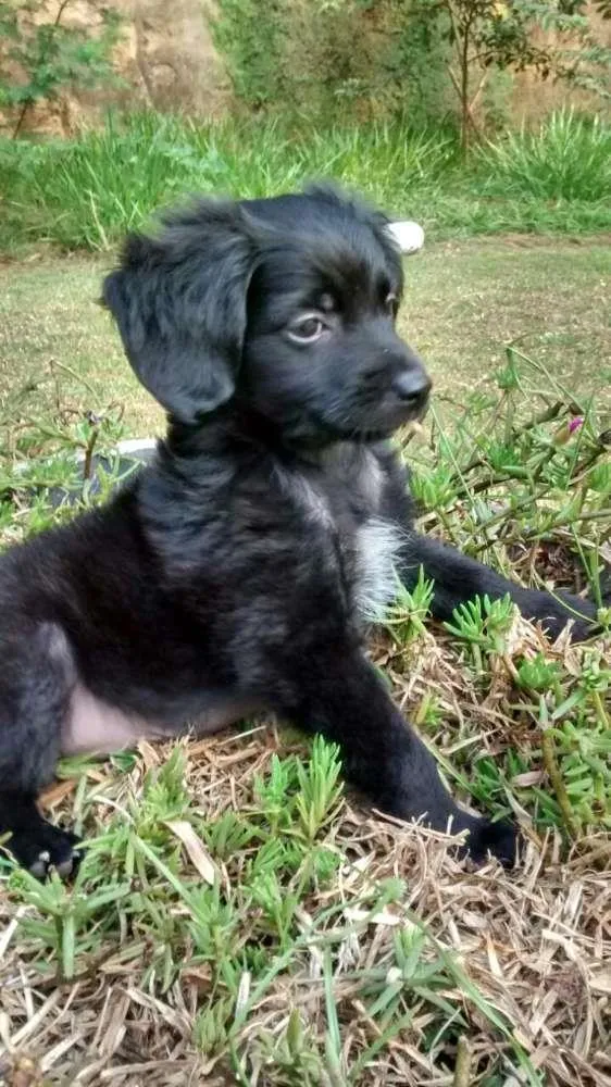 Cachorro ra a SRD idade 2 a 6 meses nome CUCA
