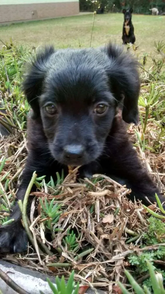 Cachorro ra a SRD idade 2 a 6 meses nome CUCA
