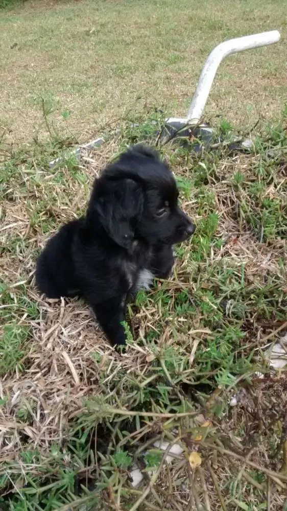 Cachorro ra a SRD idade 2 a 6 meses nome CUCA