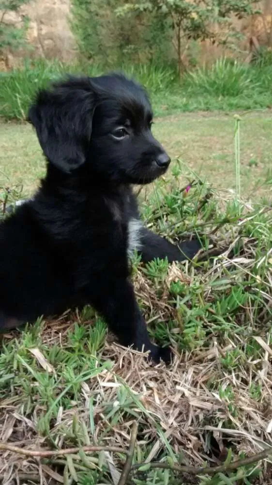 Cachorro ra a SRD idade 2 a 6 meses nome CUCA