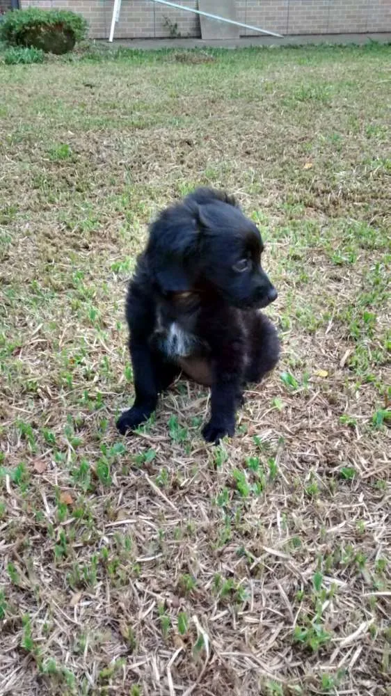 Cachorro ra a SRD idade 2 a 6 meses nome CUCA