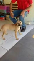 LOLITA