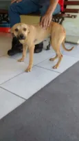 LOLITA
