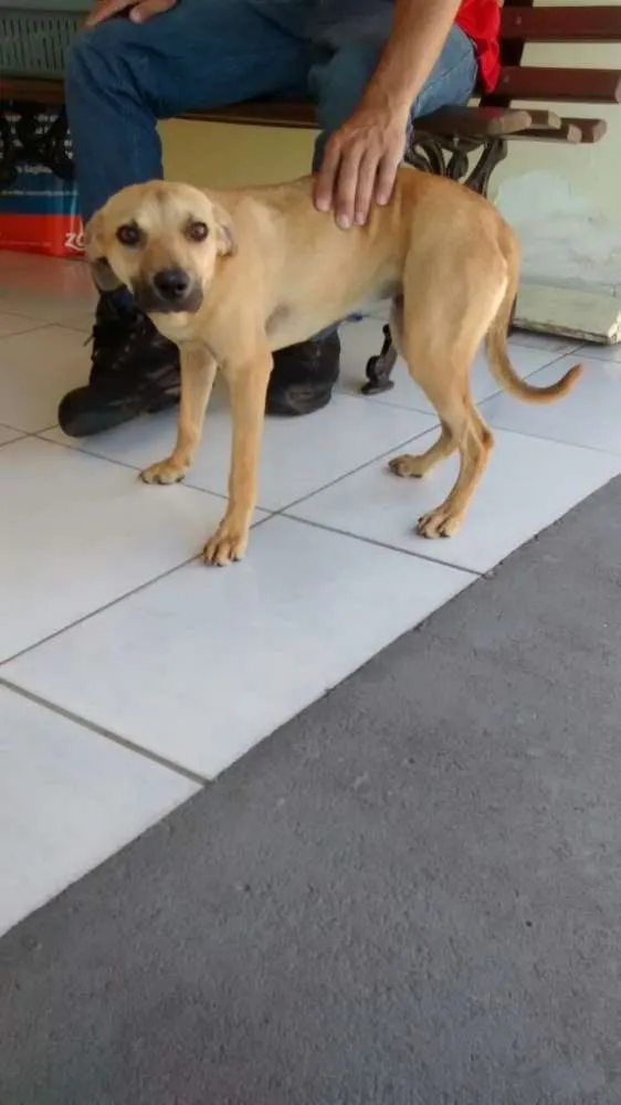 Cachorro ra a SRD idade 1 ano nome LOLITA