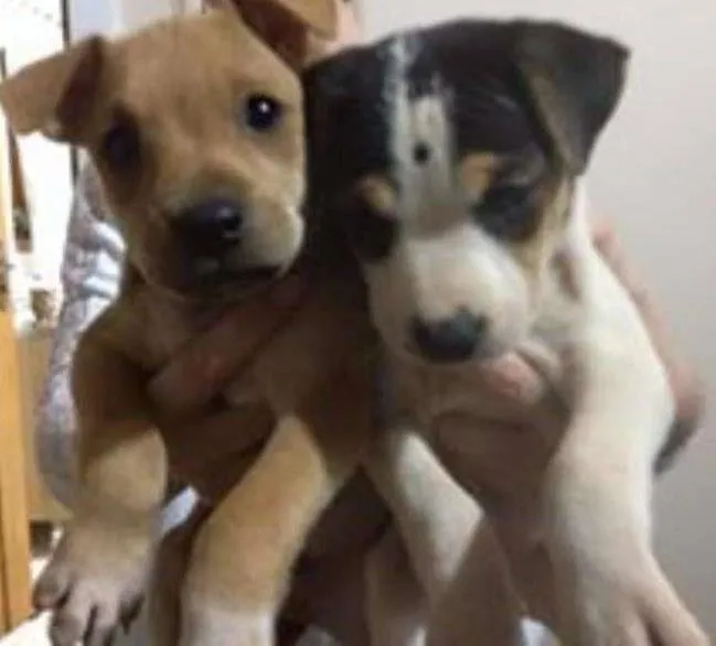 Cachorro ra a Fox idade Abaixo de 2 meses nome Sem nome