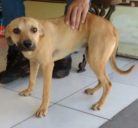 Cachorro ra a SRD idade 1 ano nome LOLITA