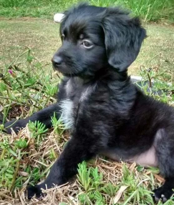 Cachorro ra a SRD idade 2 a 6 meses nome CUCA