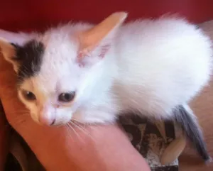 Gato raça SRD idade Abaixo de 2 meses nome PINTADINHOS