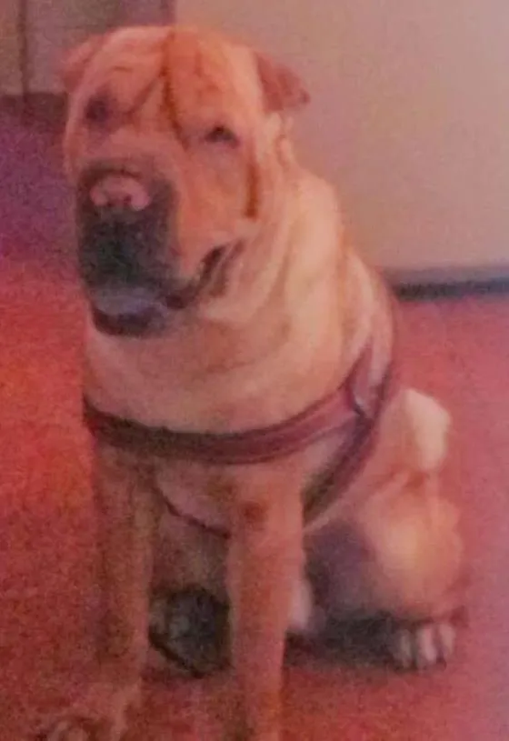 Cachorro ra a Shar Pei idade 4 anos nome Mushu