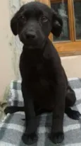 wanderleia