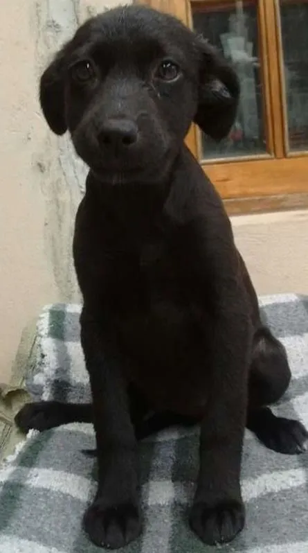 Cachorro ra a srd idade 2 a 6 meses nome wanderleia