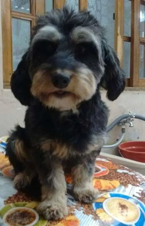Cachorro ra a mix de york idade 1 ano nome Tina