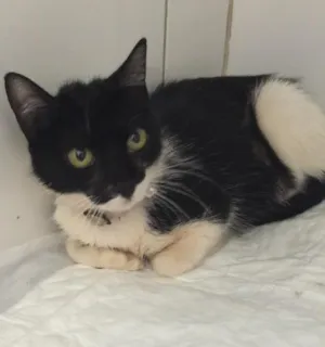 Gato raça SRD idade 2 anos nome Kate