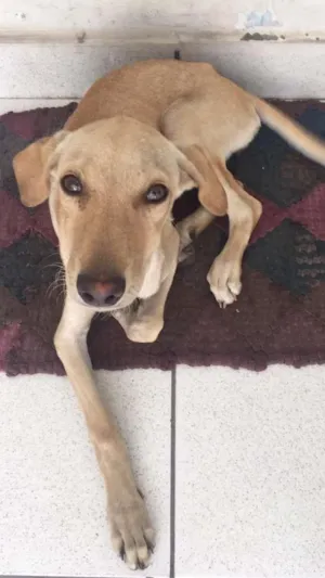 Cachorro raça Vira lata idade 2 a 6 meses nome Perola