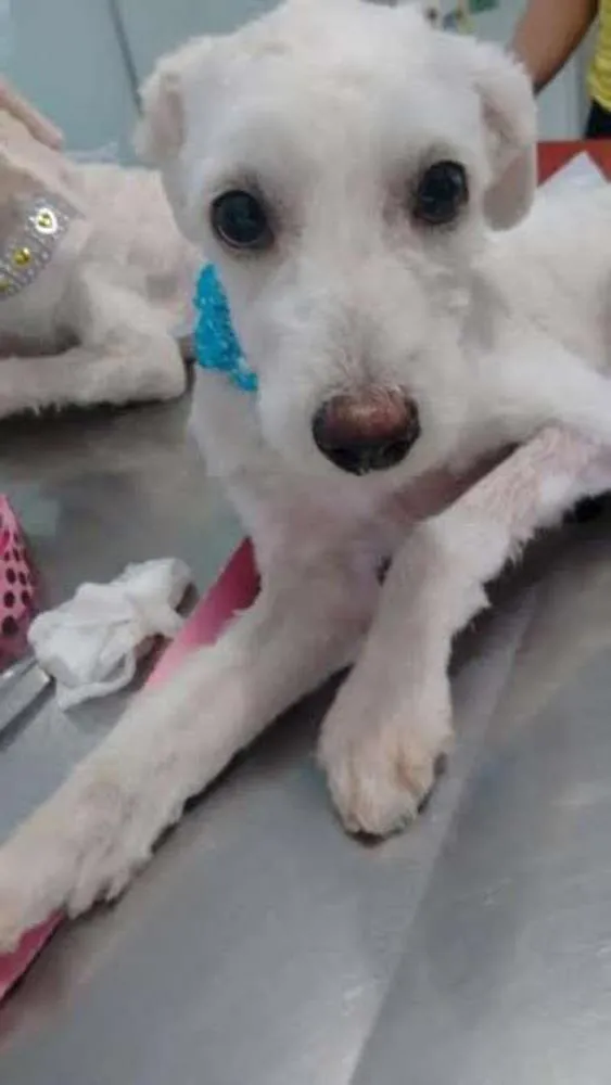 Cachorro ra a srd idade 2 a 6 meses nome Minie