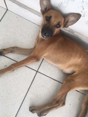Cachorro raça Vira lata idade 2 a 6 meses nome Sorriso
