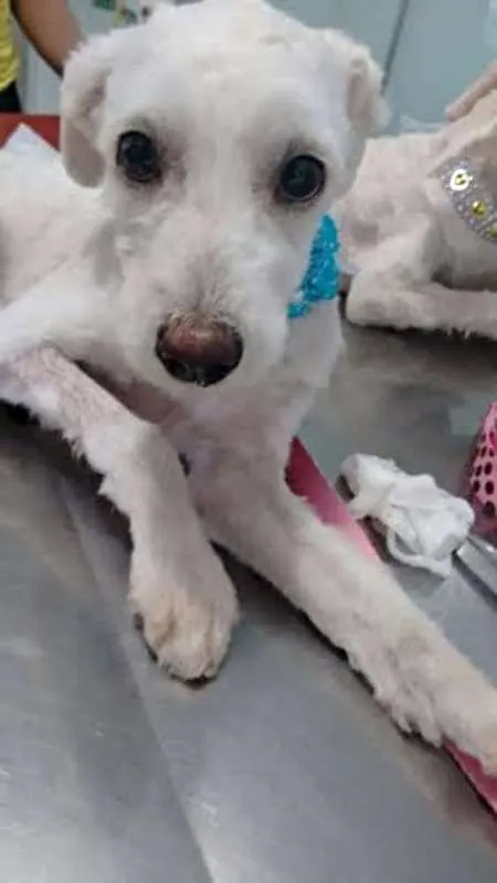 Cachorro ra a srd idade 2 a 6 meses nome Minie
