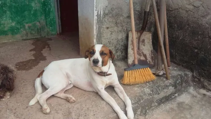 Cachorro raça nao definida idade 3 anos nome fayck