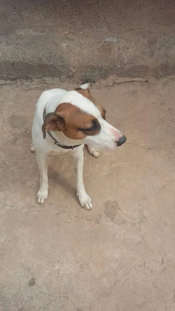 Cachorro raça nao definida idade 3 anos nome fayck