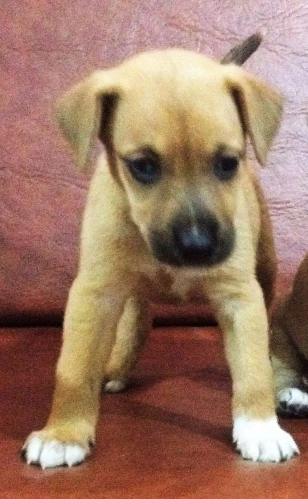 Cachorro ra a SRD idade Abaixo de 2 meses nome Ninhada de 8 Bebes-