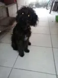 Piquê