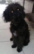 Piquê