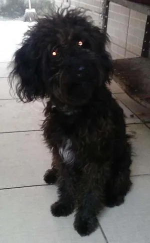 Cachorro raça puldo com shinauzer idade 1 ano nome Piquê