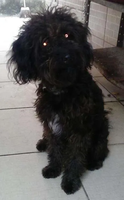 Cachorro ra a puldo com shinauzer idade 1 ano nome Piquê
