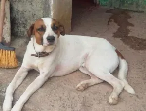 Cachorro raça nao definida idade 3 anos nome fayck