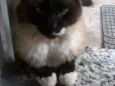 Felix